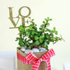 Shop Lovely Jade in a Square Vase