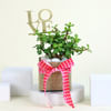 Lovely Jade in a Square Vase Online