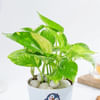 Buy Lovely Money Plant In Self-Watering Penguin Planter