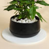Buy Lovely Pink Pentas Plant With Black Planter