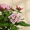 Shop Lovely Pink Pentas Plant With Black Planter