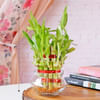 Shop Lucky Bamboo In Mini Bowl Glass Vase