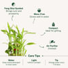 Buy Lucky Bamboo In Mini Bowl Glass Vase