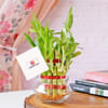 Lucky Bamboo In Mini Bowl Glass Vase Online