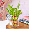 Gift Lucky Bamboo In Mini Bowl Glass Vase for Father's Day
