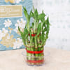 Gift Lucky Bamboo with Teddy Bear