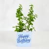 Gift Lucky Jade Birthday Plant with Blue Vase