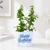 Buy Lucky Jade Birthday Plant with Blue Vase