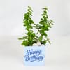 Lucky Jade Birthday Plant with Blue Vase Online