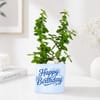 Gift Lucky Jade Birthday Plant with Truffle Cake
