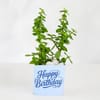 Buy Lucky Jade Birthday Plant with Truffle Cake
