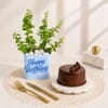 Lucky Jade Birthday Plant with Truffle Cake Online