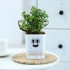 Lucky Jade Plant In Self-Watering Planter Online