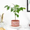 Gift Lush Green Radermachera Plant In Dessert Line Planter