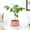 Buy Lush Green Radermachera Plant In Dessert Line Planter