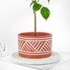 Shop Lush Green Radermachera Plant In Dessert Line Planter