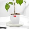 Shop Lush Green Radermachera Plant In White Pot