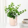 Lush Ivy In Striped Coffee Planter Online
