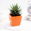 Gift Lush Zebra Succulent With Orange Ceramic Planter