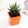 Buy Lush Zebra Succulent With Orange Ceramic Planter