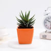 Lush Zebra Succulent With Orange Ceramic Planter Online