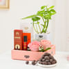 Gift Luxurious Essence Money Plant Hamper