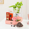 Luxurious Essence Money Plant Hamper Online
