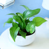 Shop Magical Money Plant for Mom