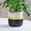 Buy Magnificent Peace Lily Plant in a Ceramic Pot