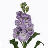 Matthiola Iron Marine (Bunch of 10) Online