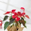 Gift Merry & Bright Poinsettia Plant