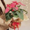 Buy Merry & Bright Poinsettia Plant