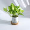Gift Merry Christmas - Money Plant With Pot