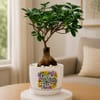 Gift Microcarpa Bonsai Plant with Plate