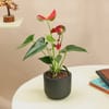 Gift Midnight Grace Anthurium Plant In Clay Pot