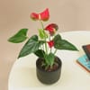 Buy Midnight Grace Anthurium Plant In Clay Pot