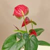 Shop Midnight Grace Anthurium Plant In Clay Pot