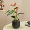 Midnight Grace Anthurium Plant In Clay Pot Online