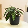 Gift Midnight Serenity Calathea Plant With White Vase