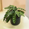 Buy Midnight Serenity Calathea Plant With White Vase