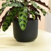 Shop Midnight Serenity Calathea Plant With White Vase