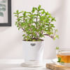 Gift Mint Plant With Self-Watering Planter