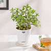 Buy Mint Plant With Self-Watering Planter