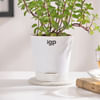 Shop Mint Plant With Self-Watering Planter