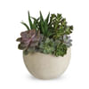 Modern Succulent Garden Online
