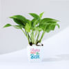 Gift Mom Knows Best Money Plant With Pot