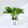 Buy Mom Knows Best Money Plant With Pot