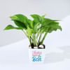 Mom Knows Best Money Plant With Pot Online