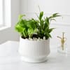 Money & Peace Plant Duo