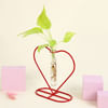 Buy Money Plant Grows on Heart Shaped Frame